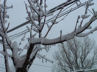 Arbre devant la maison croulant sous quelques centimètres de neige